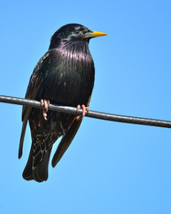 starling