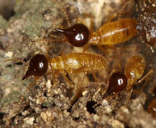 termite